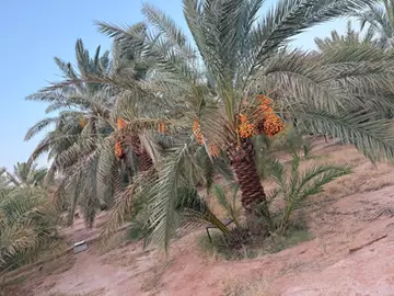 مزرعة للبيع الرياض مركز الحسي 