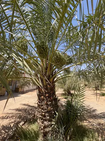 مزرعة تجاري للبيع